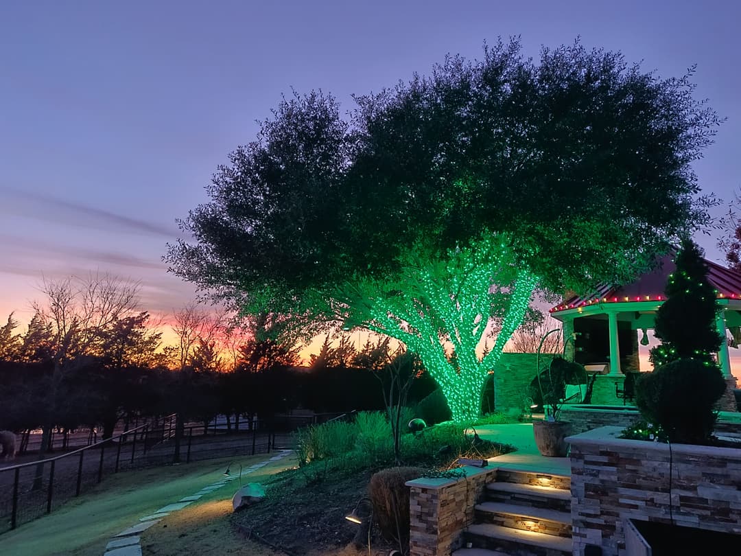 Lush green tree illuminated at dusk with colorful sunset in the background. Peaceful outdoor setting.